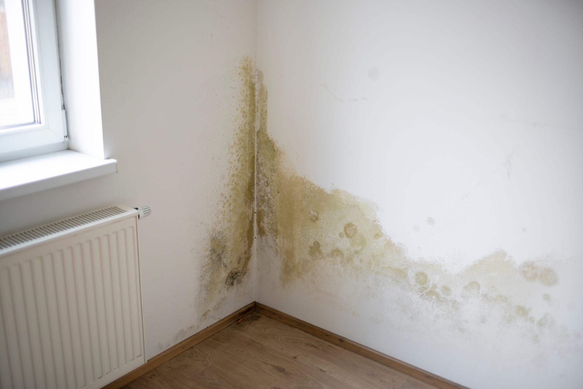 Trace of mould in the corners of the room (development of Aspergillus type fungi)