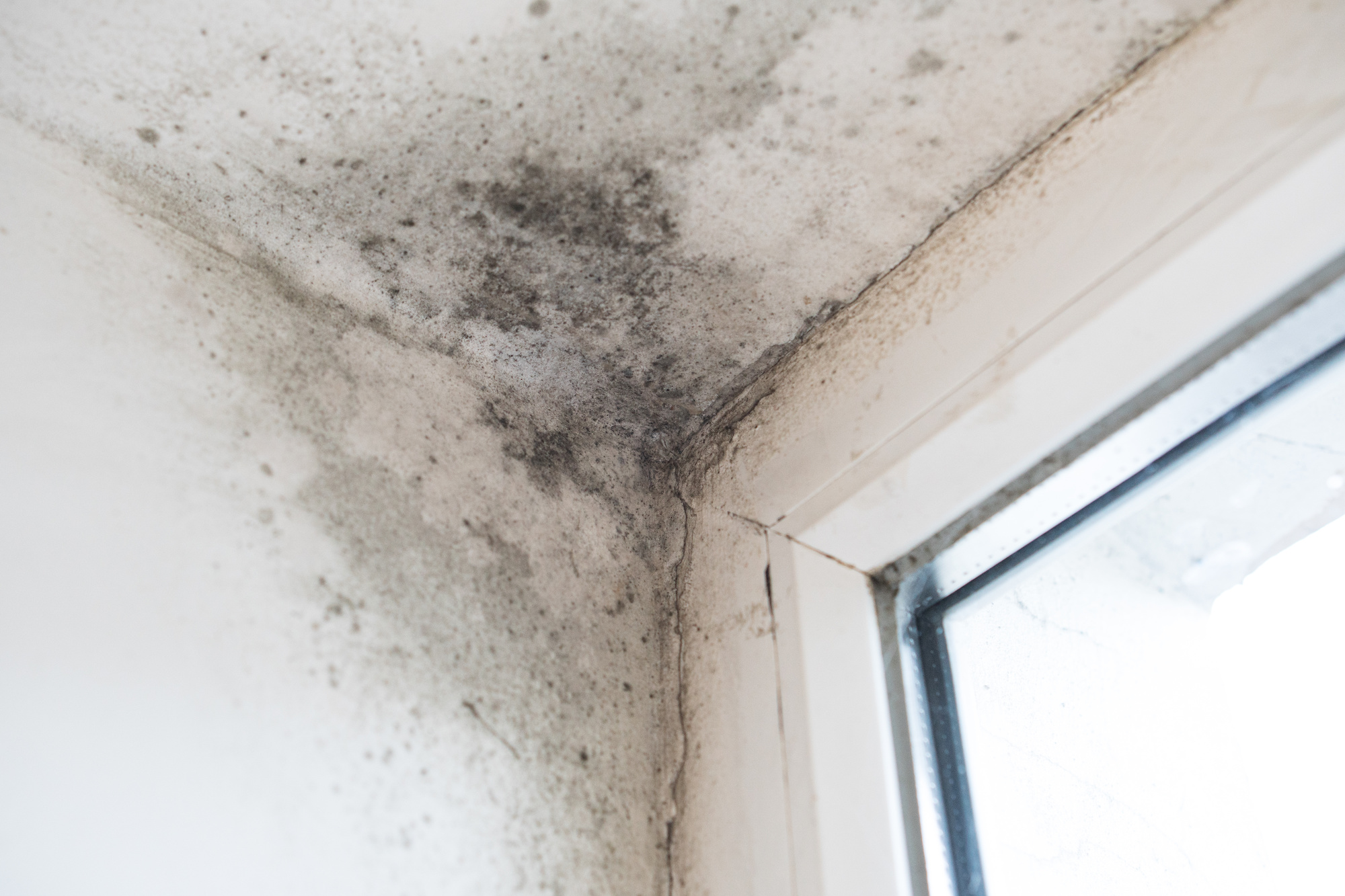 Proliferation of fungi that release microscopic spores that contaminate the entire home