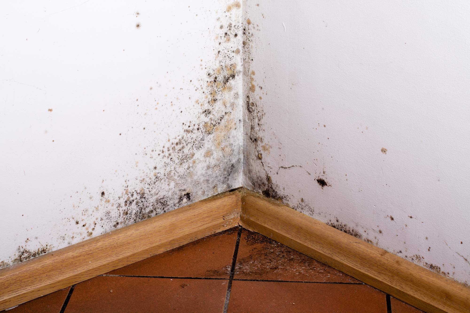 Appearance of mold at room corners / bad odors